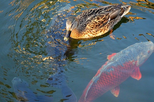 Fish Duck Farming